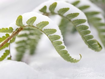 fronds with snow